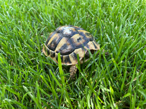 Griechische Landschildkröten NZ2022