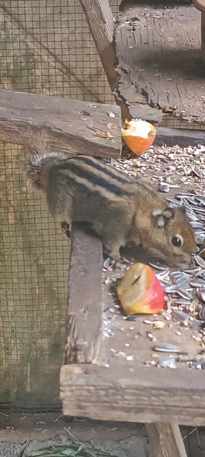 Baumstreifenhörnchen zu verkaufen