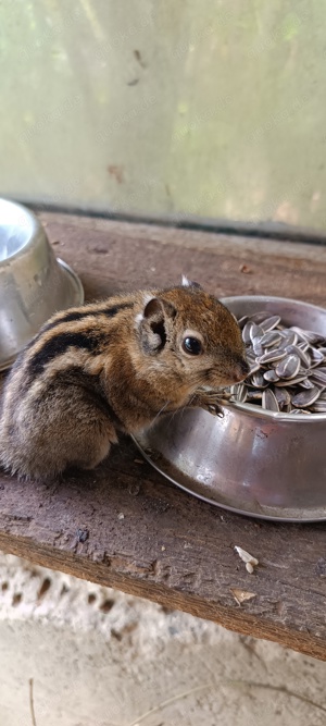 Baumstreifen Männchen zu verkaufen