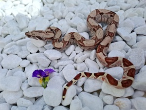 Boa constrictor Imperator (Hog Island Mischlinge)