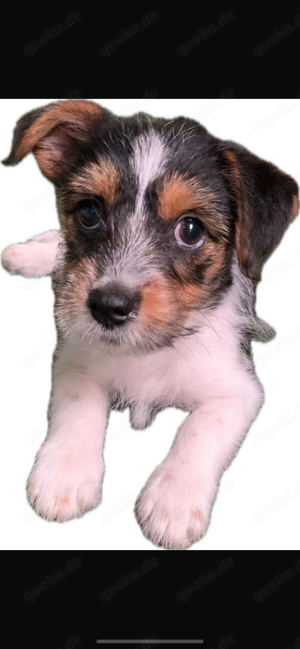 Yorkshire Terrier, Jack Russel, Mix, Welpen