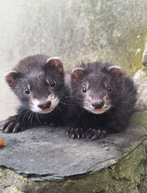 Frettchen Welpen abzugeben 