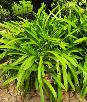 Agapanthus (Schmucklilie)