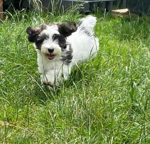 Maltipoo Welpen (Malteser Shi Tzu Pudel Mischling)