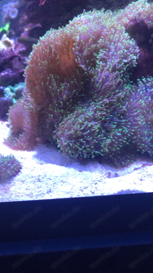 Scheiben Anemonen Bild 2