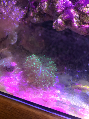 Scheiben Anemonen Bild 4