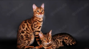 Bengal Katzen Tica WCP Tigerfell