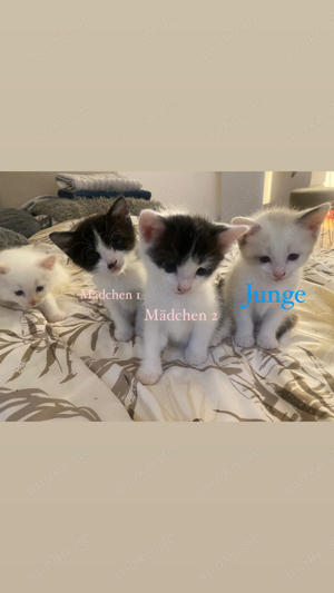 3 Süße Katzen Babys zu verkaufen 