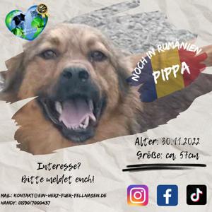 Pippa war als Welpe schon im Tierheim