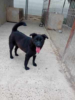 Junghündin Xenia auf Familiensuche Bild 7