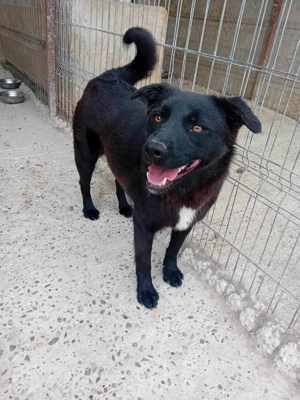 Junghündin Xenia auf Familiensuche Bild 2