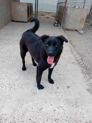 Junghündin Xenia auf Familiensuche Bild 6