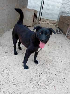 Junghündin Xenia auf Familiensuche Bild 5