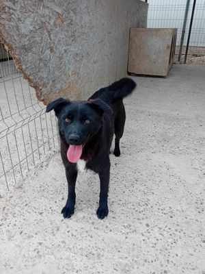 Junghündin Xenia auf Familiensuche Bild 8