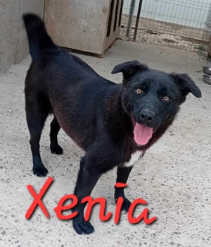 Junghündin Xenia auf Familiensuche Bild 4