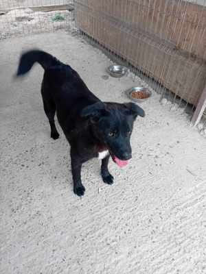 Junghündin Xenia auf Familiensuche Bild 9