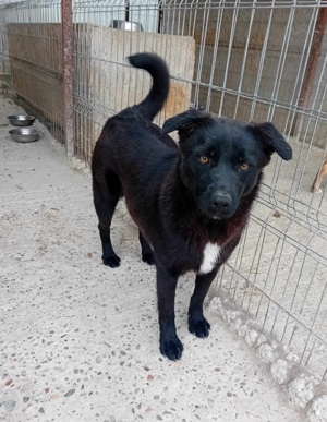 Junghündin Xenia auf Familiensuche Bild 3