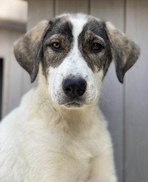Adele, geb. ca. 02 2024, lebt in GRIECHENLAND, im städt. Tierheim Serres  Bild 7