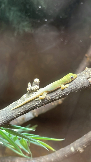 Biete Goldstaubtaggecko (Phelsuma laticauda)