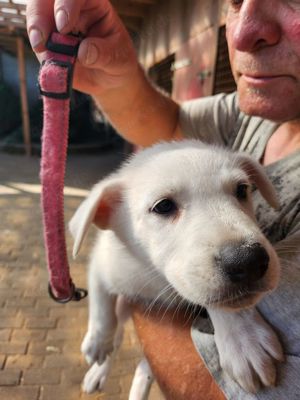 Reinrassige Kanadische Schäferhund-Welpen