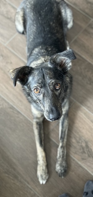 Larsson, geb. ca. 12 2018, lebt bei einer Familie in 74229 Oedheim Bild 6