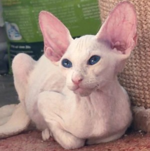 schneeweiße Peterbald Sphynx weiblich 