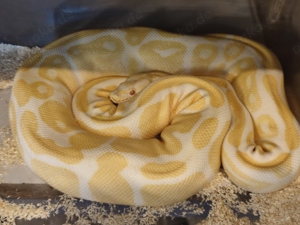 Königspython Albino het. Piebald Weibchen 