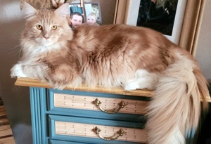 Main Coon Kater 