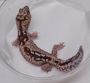 Afrikanische Fettschwanzgeckos  Adulte Tiere! | AFT Geckos | Hemitheconyx caudicinctus