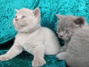 2 BKH Kätzchen Blue und Lilac