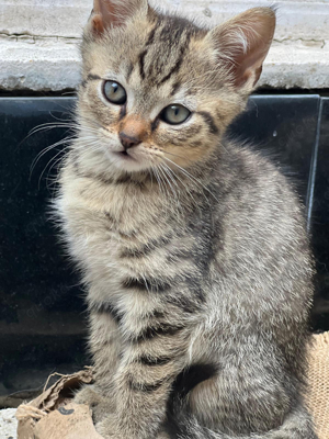 BKH Kitten Entwurmt Auszugsbereit