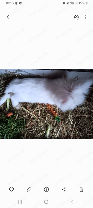 Super lieber angora Bub mit blauen Augen  kastriert sucht lieben mörchen geber