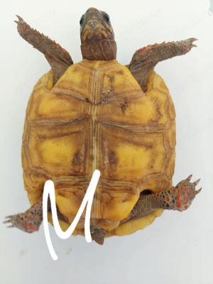 Köhlerschildkröten  Bild 5