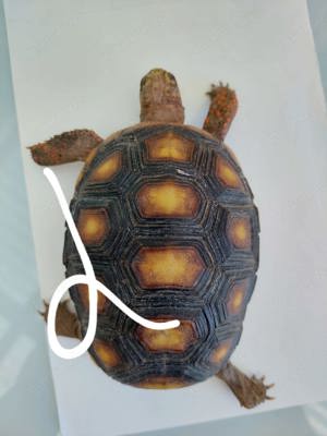 Köhlerschildkröten  Bild 3