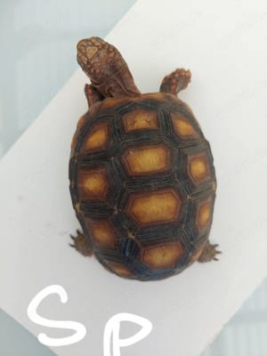 Köhlerschildkröten  Bild 2