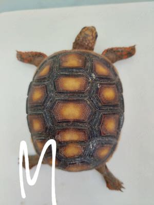 Köhlerschildkröten  Bild 4