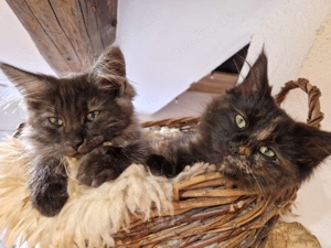  Main Coon Kitten