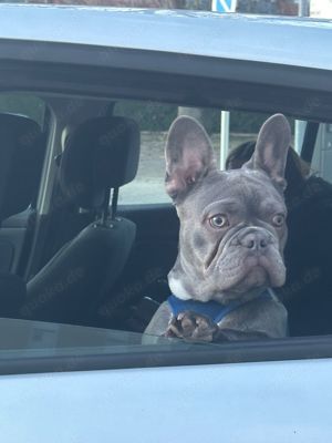 Französische Bulldogge Deckrüde. 