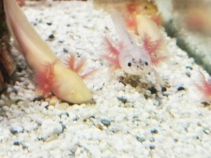 Axolotl abzugeben 