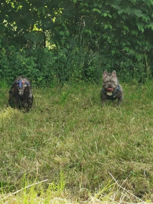 Französische Bulldogge Deckrüde. 