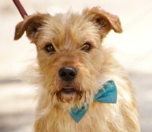 Spidy - der kl. Schmuser hat viel Terrier Gene. Mit ihnen muß man bestimmt und liebevoll umgehen.