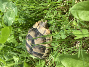 Maurische Landschildkröte 2021