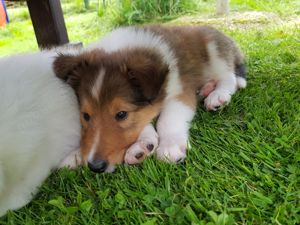 sehr schicker Colliewelpe(amerik.Linie) sucht noch seine Familie