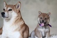  Shiba Inu Welpen