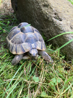 Maurische Landschildkröte 2017