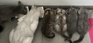 Erfahrener BKH Deckkater Bild 3