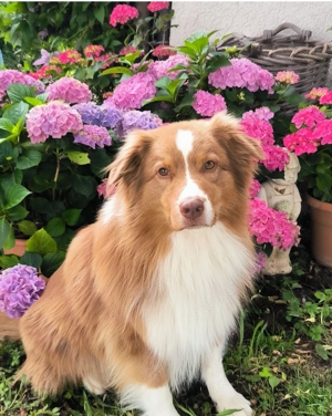 Australian Shepherd Deckrüde (ASCA) mit Papieren Bild 5