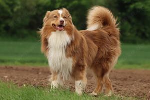 Australian Shepherd Deckrüde (ASCA) mit Papieren