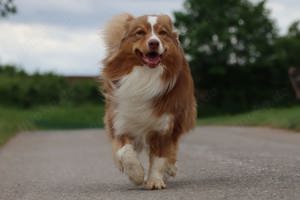 Australian Shepherd Deckrüde (ASCA) mit Papieren Bild 2