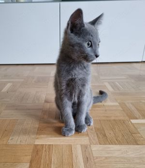 Russisch Blau Kitten in Frankfurt  Bild 5